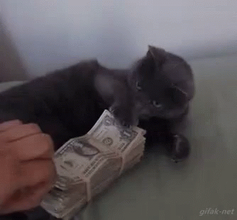 greedy cat